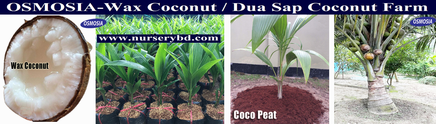 Green Short Coconut Tree Price in Bangladesh, Green Short Coconut Tree Price in Bangladesh