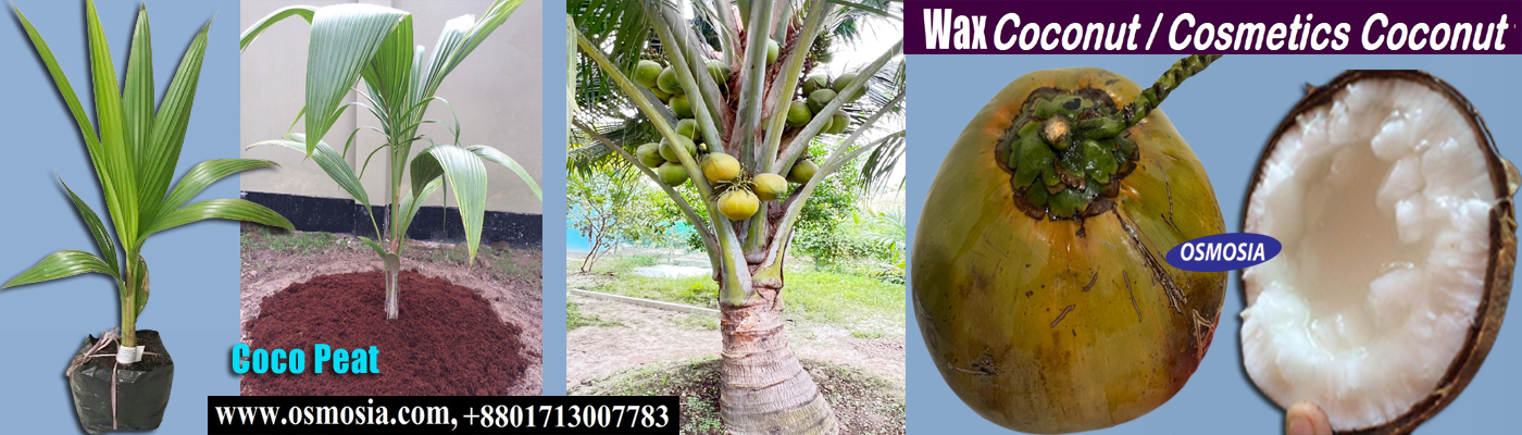 Cosmetics Coconut Nursery in BD, Wax Coconut Nursery in BD, Wax Coconut Tree Nursery in BD