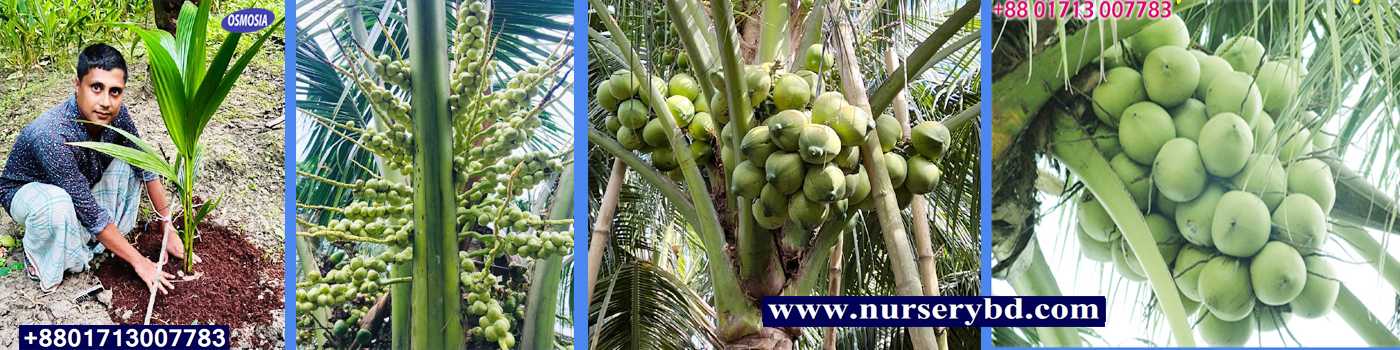 Vietnam Hybrid Coconut Tree Price in BD, Vietnam Hybrid Coconut Plant Price in BD