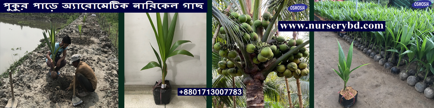 High Production Thai Coconut Tree Nursery in BD, High Production Vietnam Coconut Tree Nursery in BD