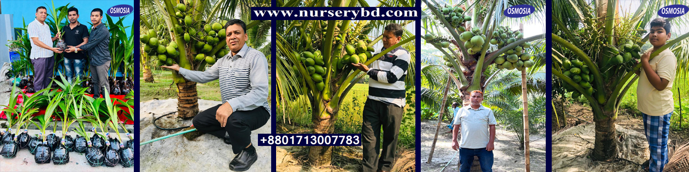 Hybrid Coconut Seed Price in BD, Hybrid Coconut Tree Price in BD, Vietnam Coconut Tree Price in BD