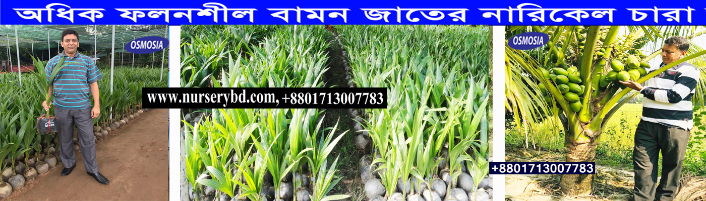 ভিয়েতনাম খাটো জাতের নারিকেল গাছ কোথায় পাওয়া যায়, ভিয়েতনাম খাটো জাতের নারিকেল গাছের দাম