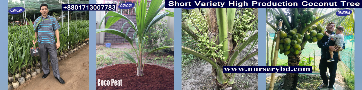 Vietnam Hybrid Coconut Tree Price in BD, Vietnam Hybrid Coconut Nursery in BD