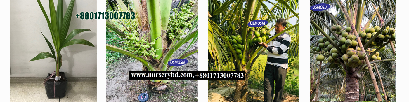 Green Short Hybrid Coconut Nursery in BD, Dwarf Hybrid Coconut Nursery in BD