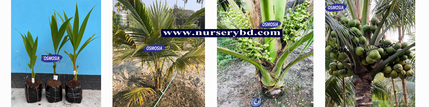 Best Hybrid Coconut Cultivation in BD, Best Hybrid Coconut Garden in BD