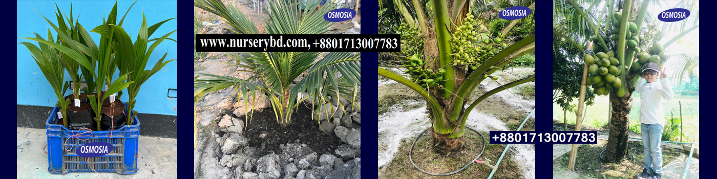 Short Type Hybrid Vietnam Coconut Tree in BD, Short Type Hybrid Vietnam Coconut Plant in BD