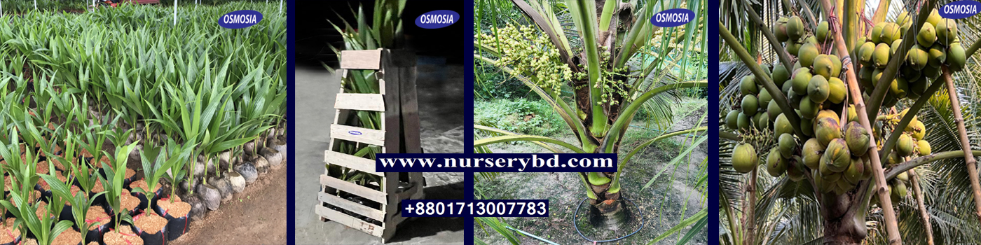 Most Popular Coconut Variety in Bangladesh, Dwarf Variety Popular Coconut Tree in Bangladesh