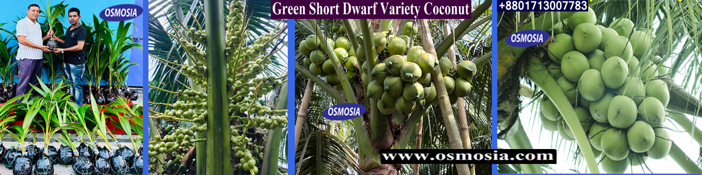 Vietnam Hybrid Variety Coconut Nursery in Bangladesh, Coconut Nursery BD, Coconut Nursery in Barisal