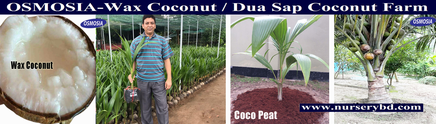 Wax Variety Coconut Tree in Bangladesh, Wax Variety Coconut Farm in Bangladesh