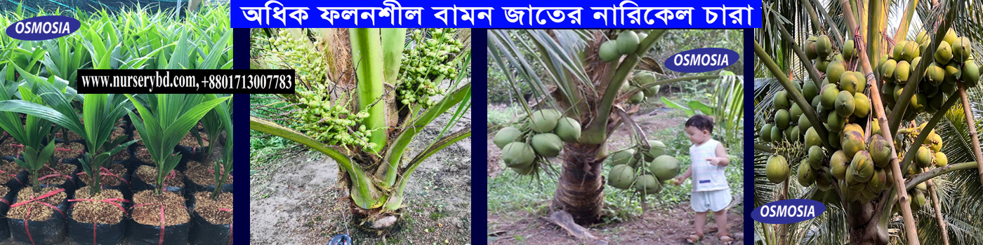 Super Production Coconut Tree in Bangladesh, Super Production Hybrid Coconut Tree in Bangladesh